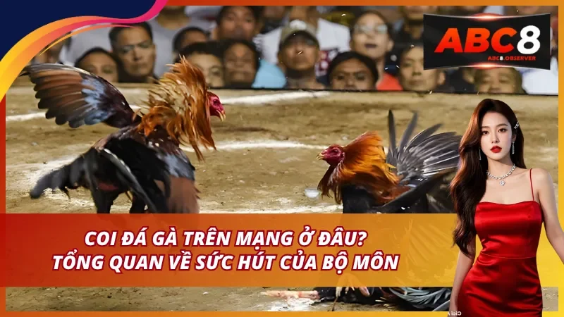 Coi đá gà trên mạng ở đâu? Tổng quan về sức hút của bộ môn