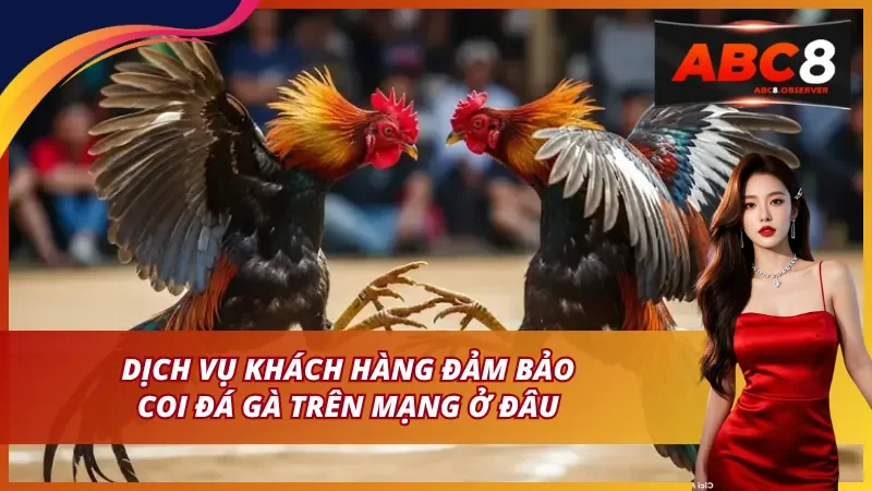 Dịch vụ khách hàng đảm bảo – Coi đá gà trên mạng ở đâu