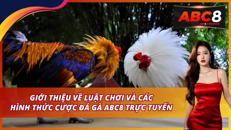 Trải Nghiệm Cá Cược Đá Gà ABC8 Có Gì Đặc Biệt?