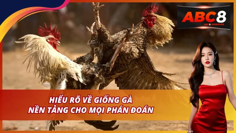 Kinh Nghiệm Chơi Đá Gà ABC8 – Bí Quyết Thành Công Dành Cho Người Mới